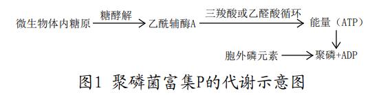 廢水處理生物脫氮除磷技術